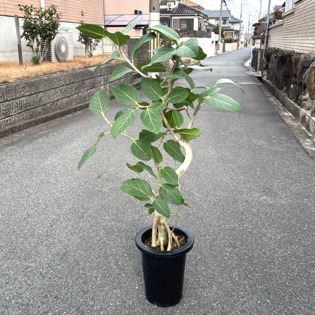 美品★ 根上り★ 曲がり★ フィカス　ベンガレンシス 高さ1メートルくらい