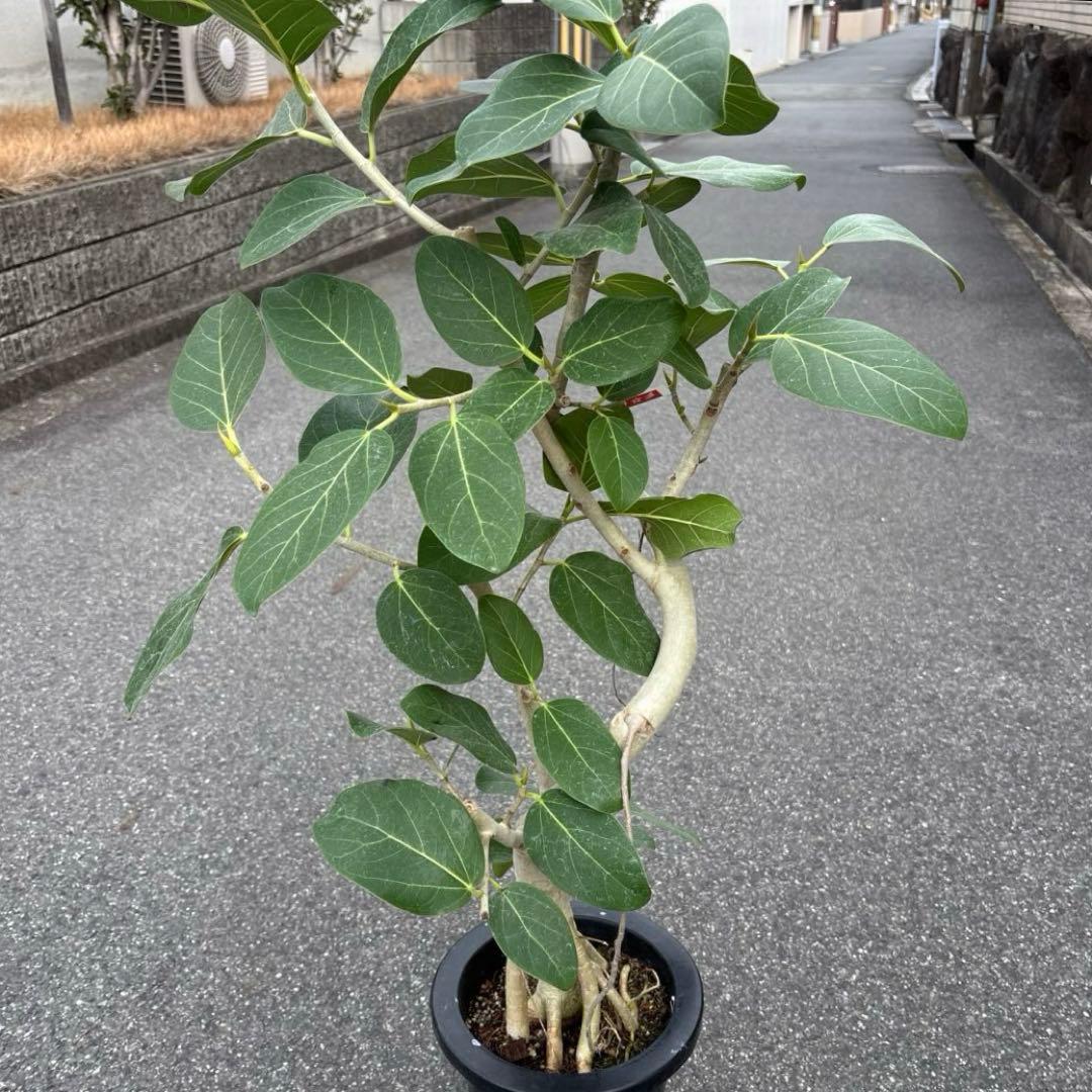 美品★ 根上り★ 曲がり★ フィカス　ベンガレンシス 高さ1メートルくらい