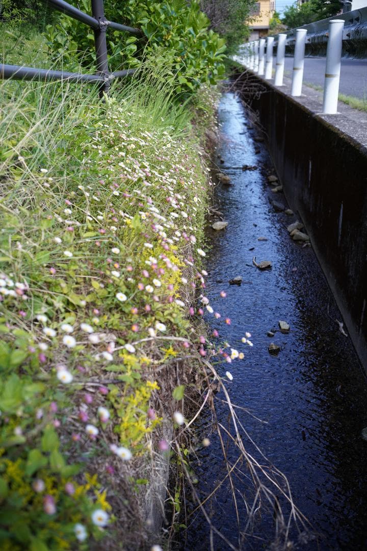 Light lens lab 35mm f2 限定品 Safari 周8枚