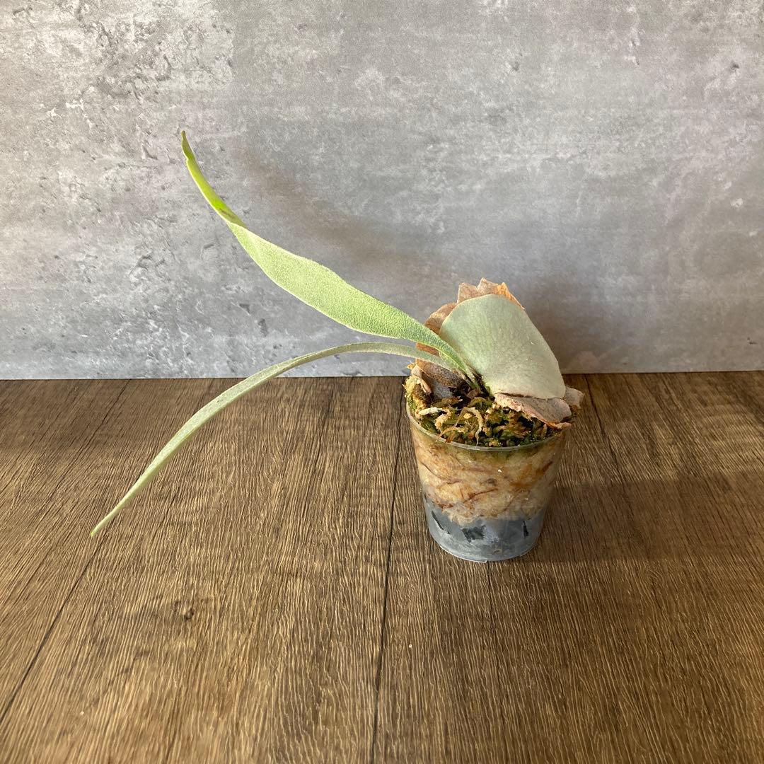 ビカクシダアーバンリバーP.veitchii ‘Auburn ‘