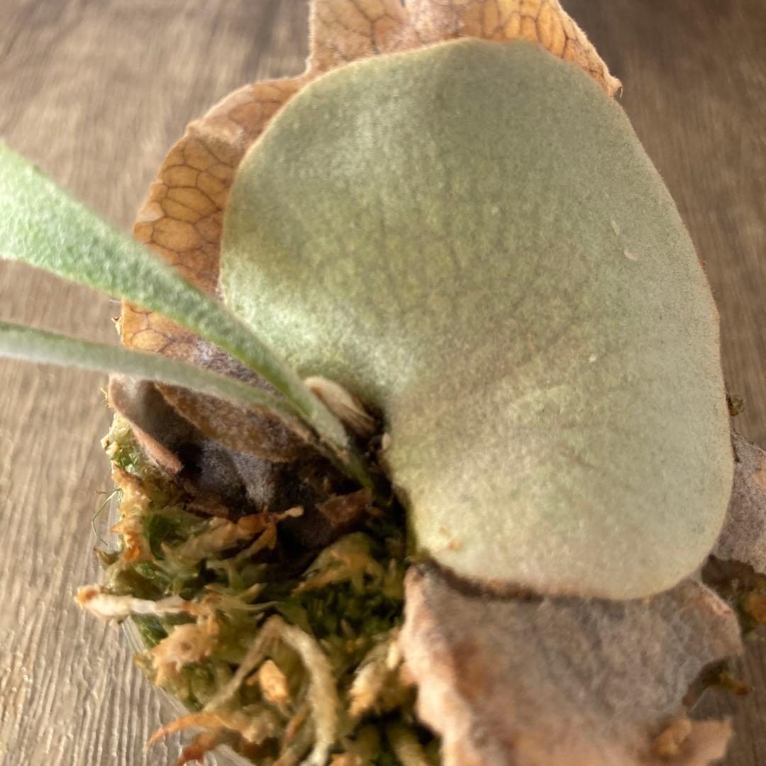 ビカクシダアーバンリバーP.veitchii ‘Auburn ‘