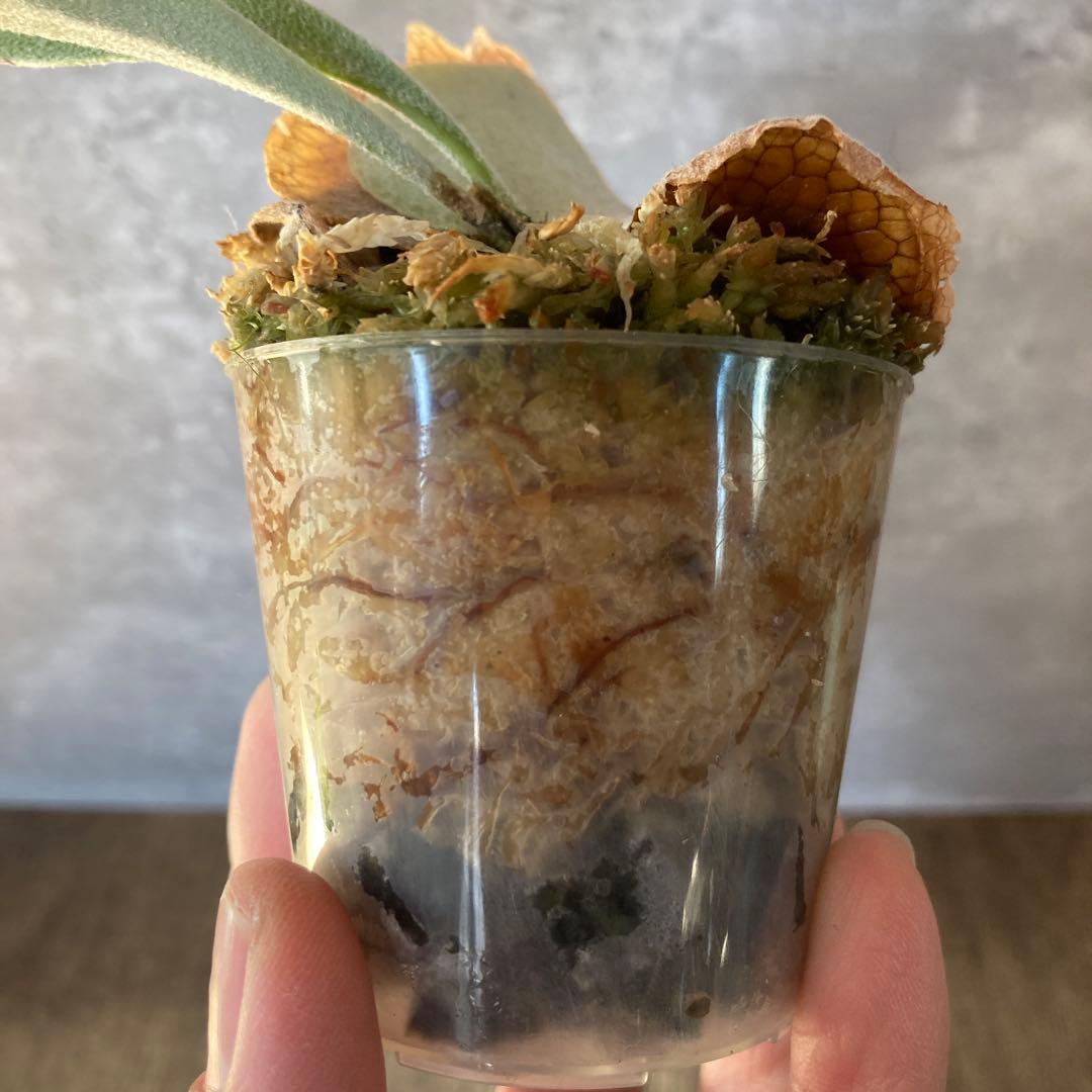 ビカクシダアーバンリバーP.veitchii ‘Auburn ‘