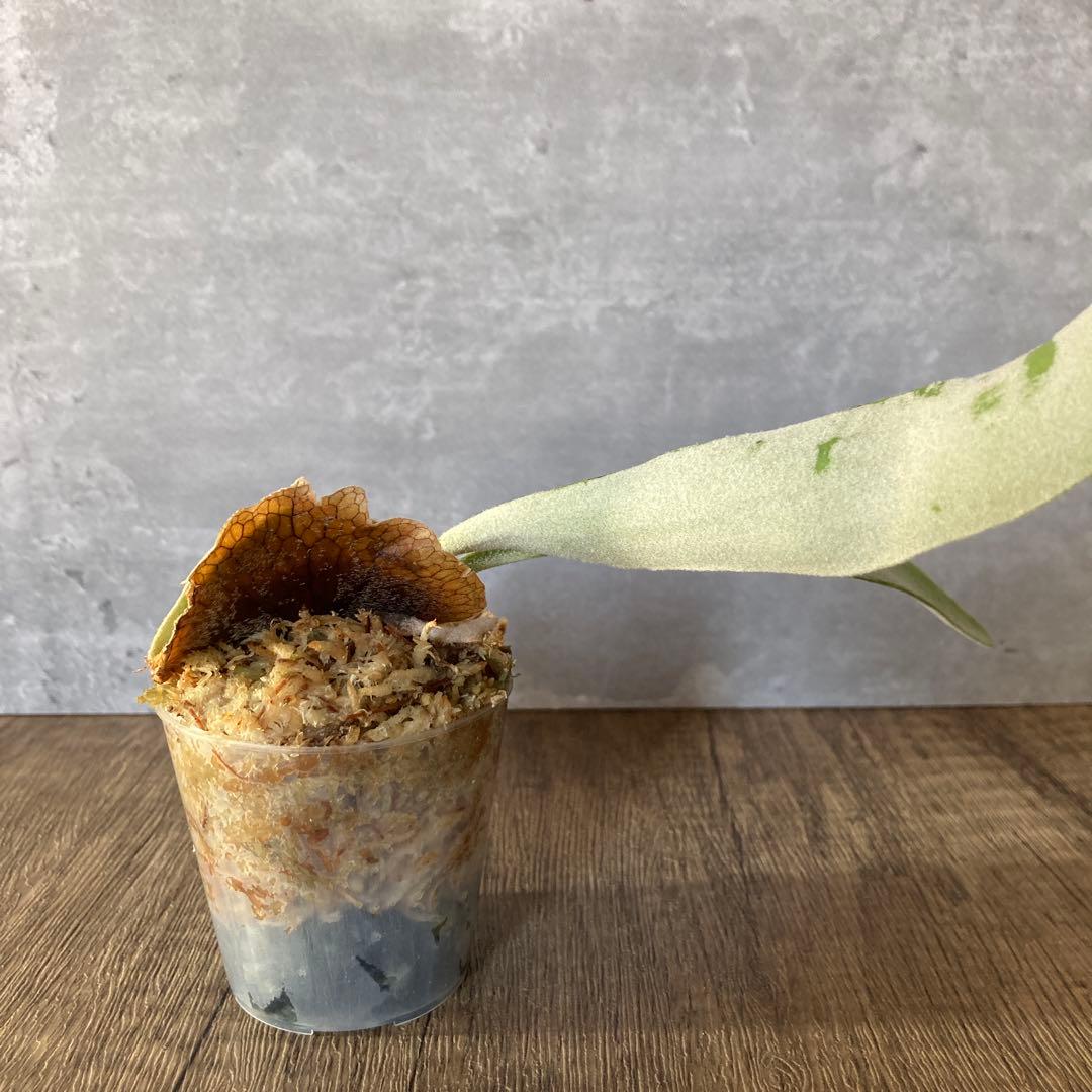 ビカクシダアーバンリバーP.veitchii ‘Auburn ‘