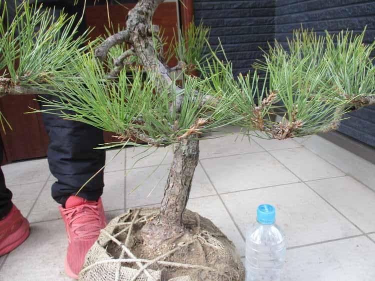 【現品】黒松（くろまつ）（クロマツ）根巻　 ４E番