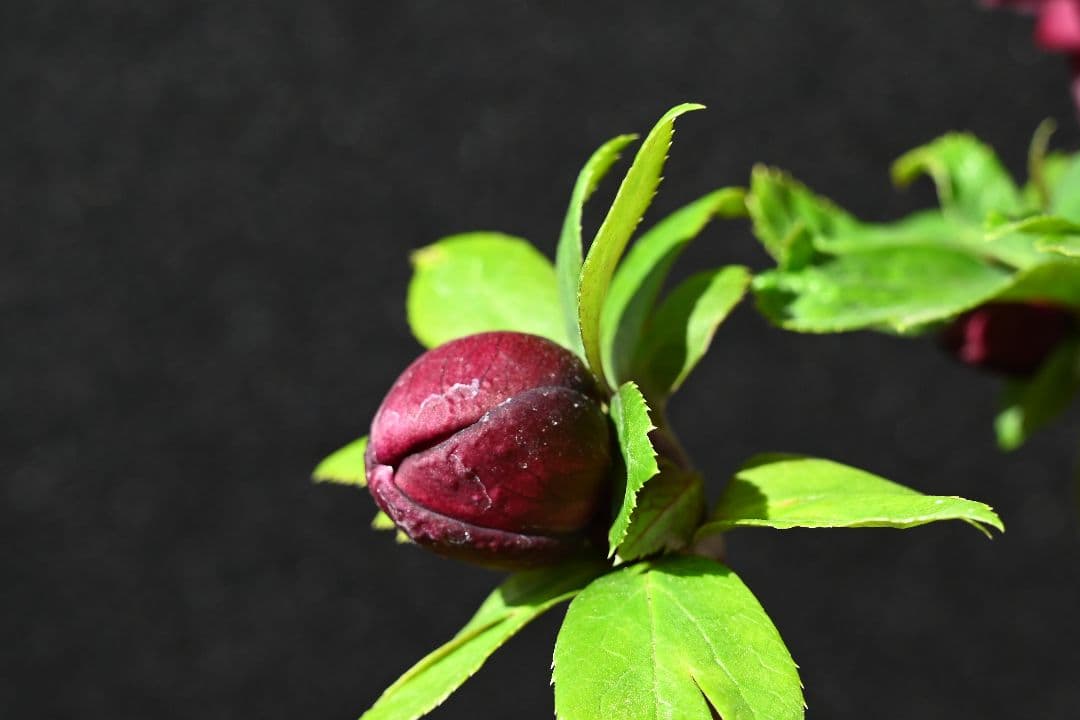 クリスマスローズ　認定グロッシーカラー　加藤農園