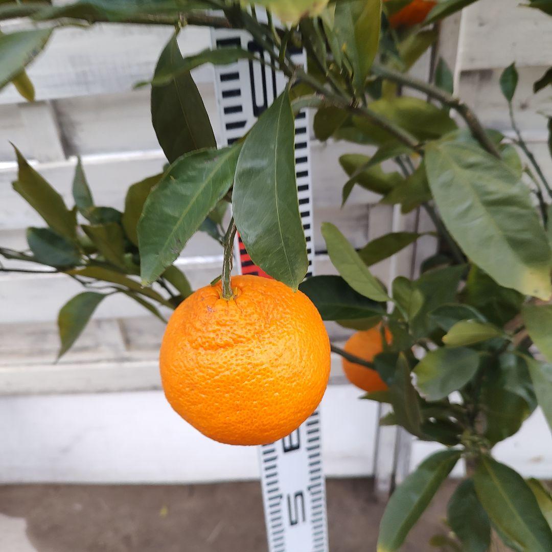 田口早生みかん 5年生 大苗