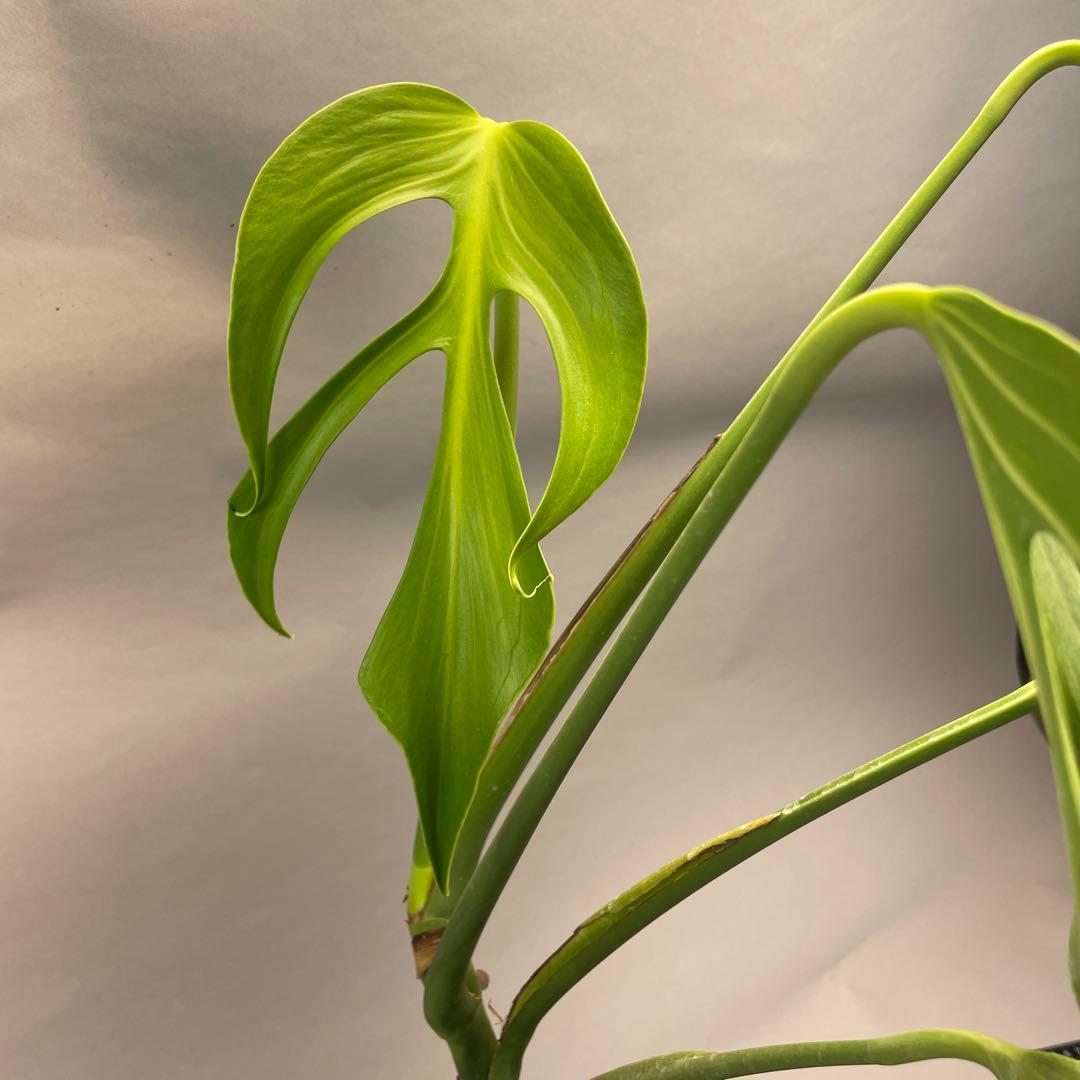 ア*)様 モンステラ バールマルクスフレーム　L008