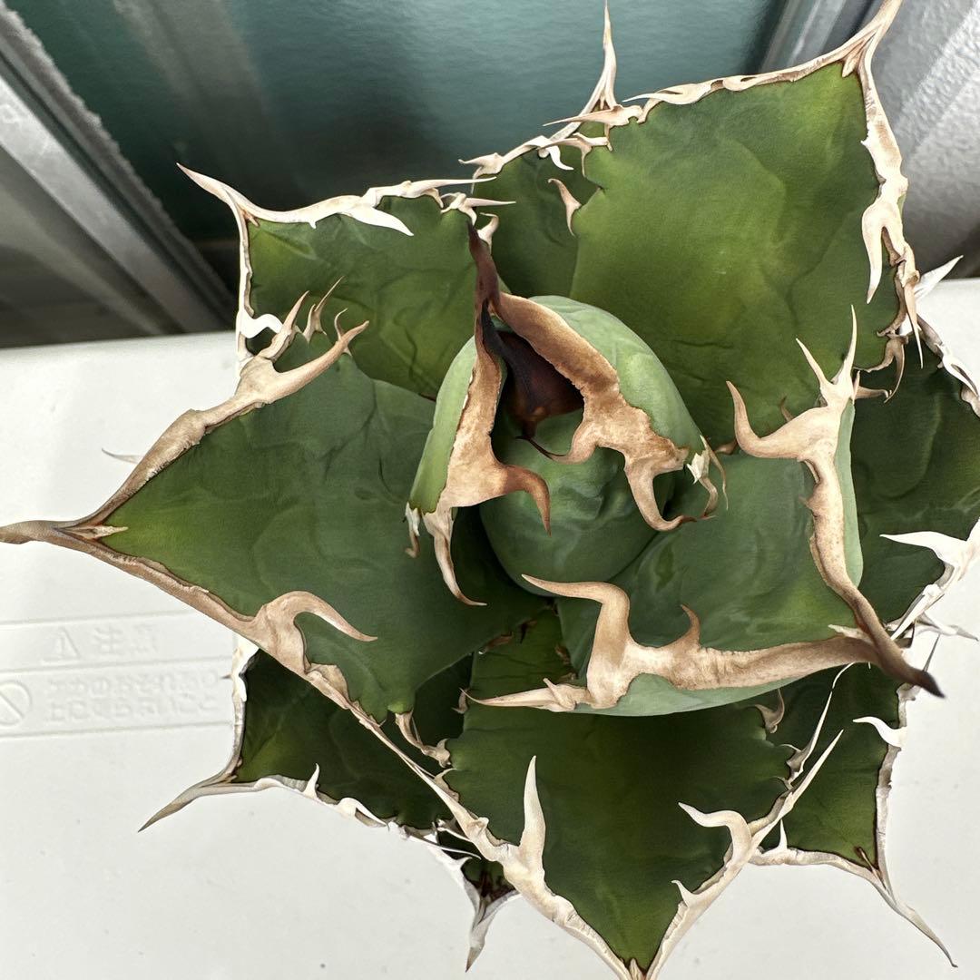 アガベ　チタノタ　チヂレ　雷雪親株