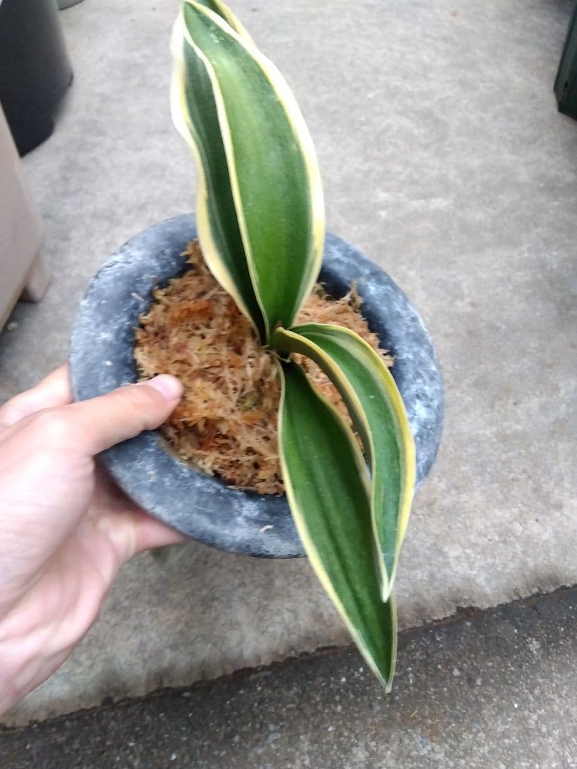 万年青　おもと　大勲　黄覆輪斑　6号陶器鉢つき　大鉢❗　⑨