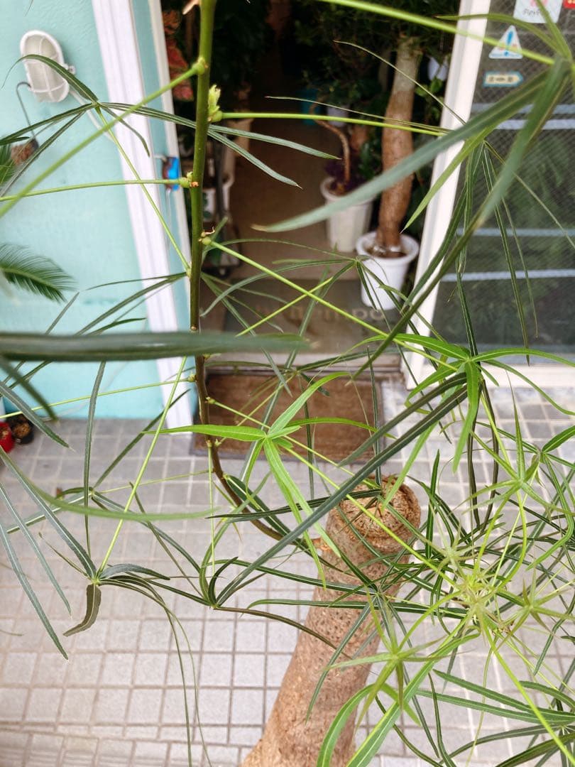 福助　ボトルツリー　ブラキキトン・ルペストリス　超特大　極太幹 送料無料