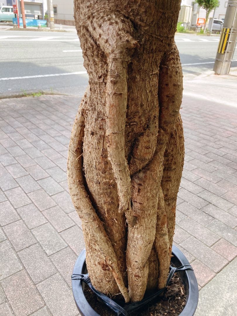 福助　ボトルツリー　ブラキキトン・ルペストリス　超特大　極太幹 送料無料