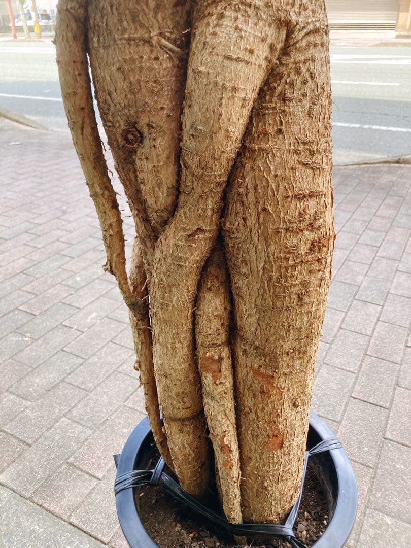 福助　ボトルツリー　ブラキキトン・ルペストリス　超特大　極太幹 送料無料