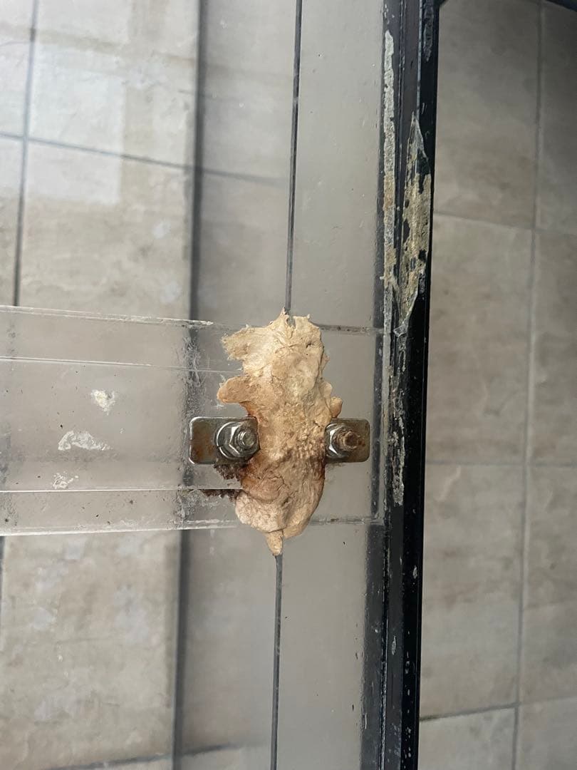 アクリル水槽　1200×450×450 黒帯タイプ　発送可能