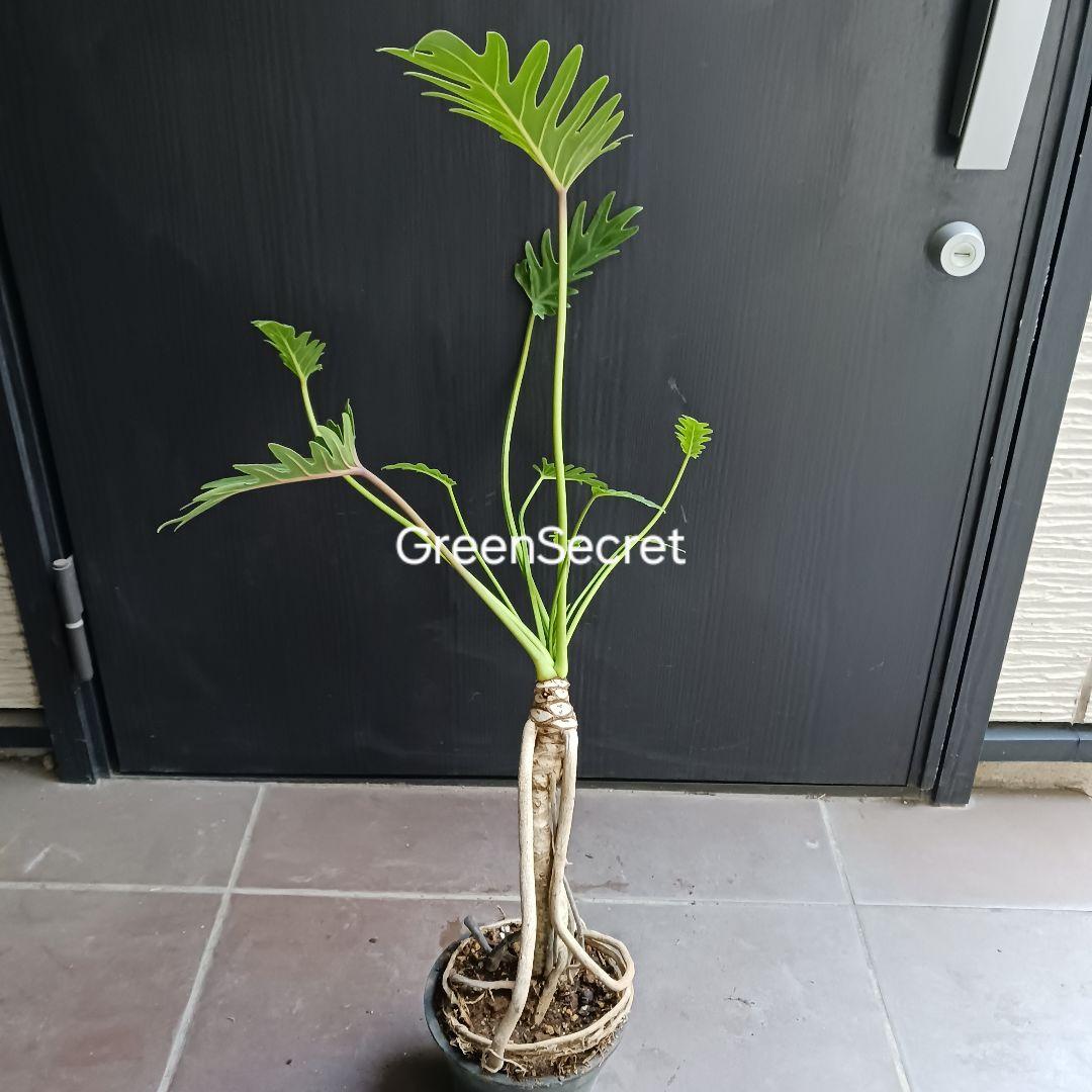 7 クッカバラ　5号　幹上がり　幹立ち　観葉植物　フィロデンドロン　ザナドゥ