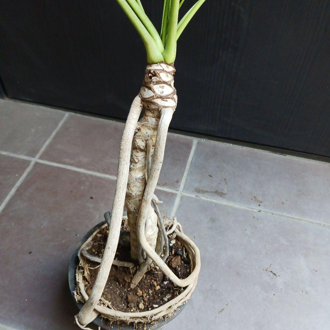 7 クッカバラ　5号　幹上がり　幹立ち　観葉植物　フィロデンドロン　ザナドゥ