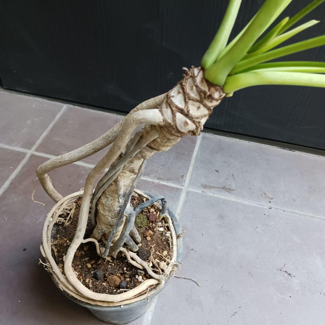 7 クッカバラ　5号　幹上がり　幹立ち　観葉植物　フィロデンドロン　ザナドゥ