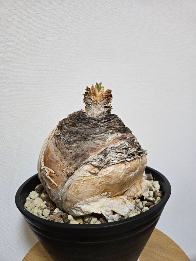 ブーファン・ハエマンソイデス