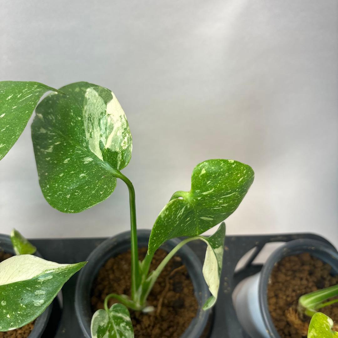 チ*-様 10株セットms34【特別選抜】モンステラ・タイコンステレーション 斑