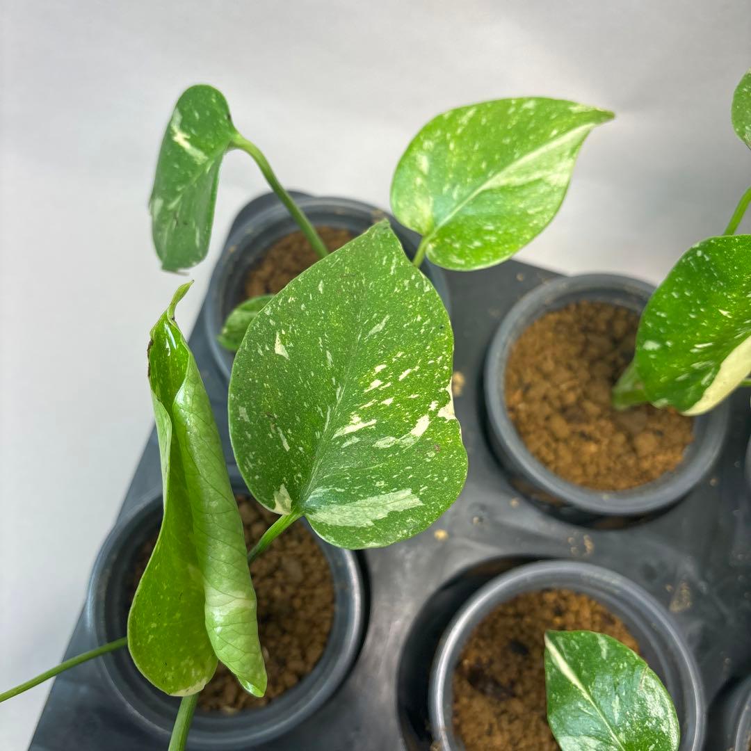 チ*-様 10株セットms34【特別選抜】モンステラ・タイコンステレーション 斑