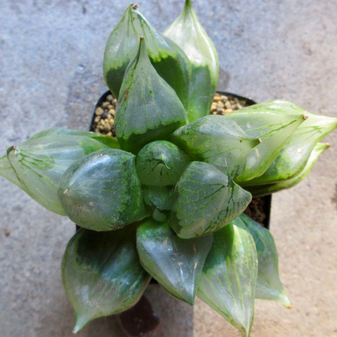 *.裏般若 B型コンプトミュータント *.ハオルシア *ハオルチア *多肉植物*