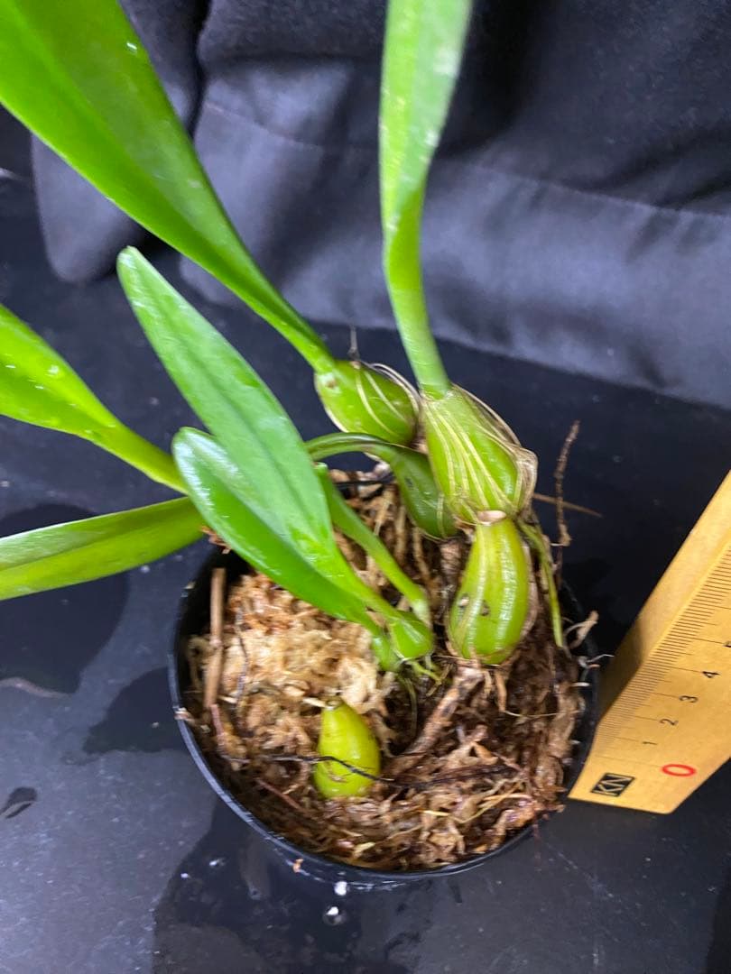 超希少種　　オガサワラシコウラン　小笠原シコウラン　洋蘭原種