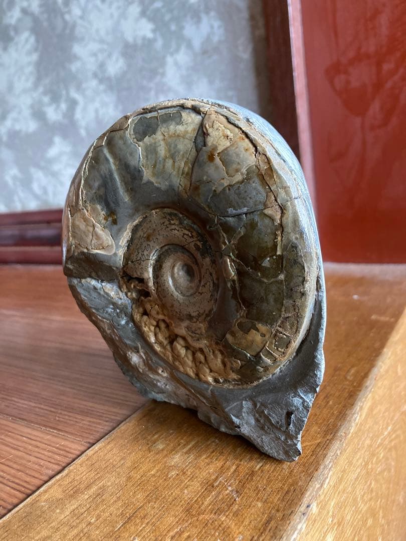 北海道　美品　結晶化したアンモナイト・ハウエリセラス　化石　最薄のアンモナイト