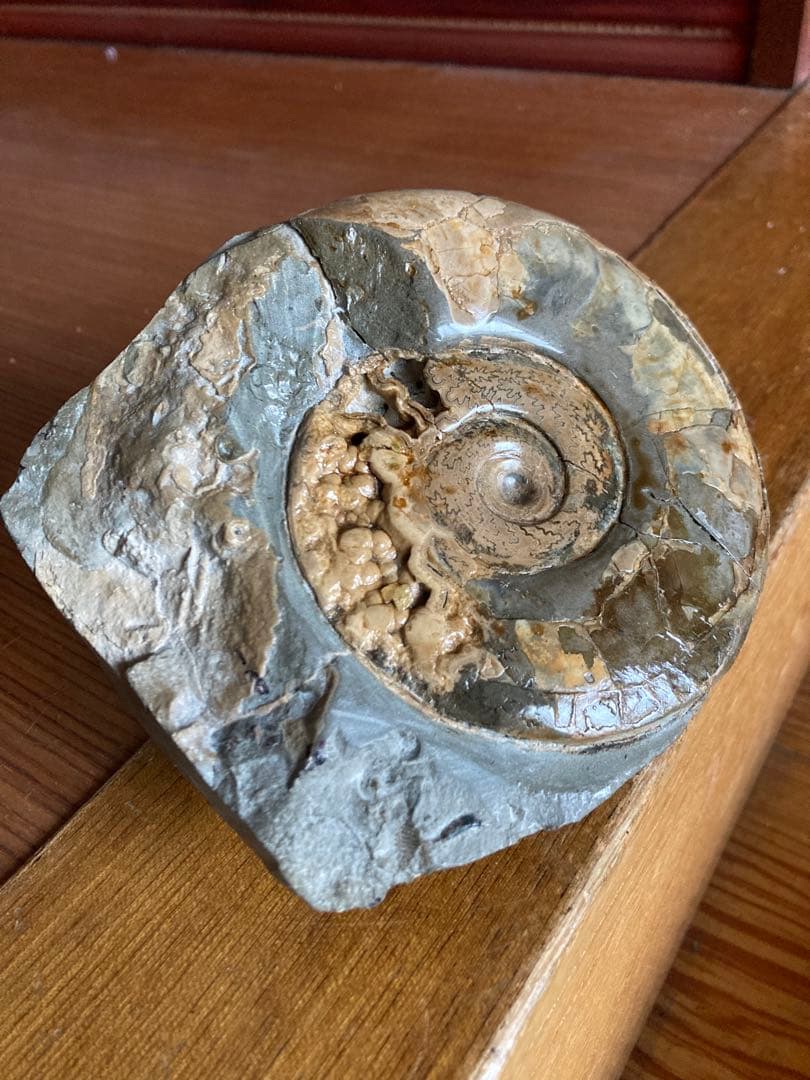 北海道　美品　結晶化したアンモナイト・ハウエリセラス　化石　最薄のアンモナイト