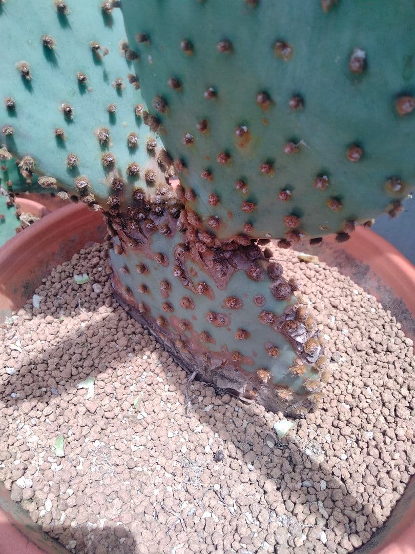 YUページです。