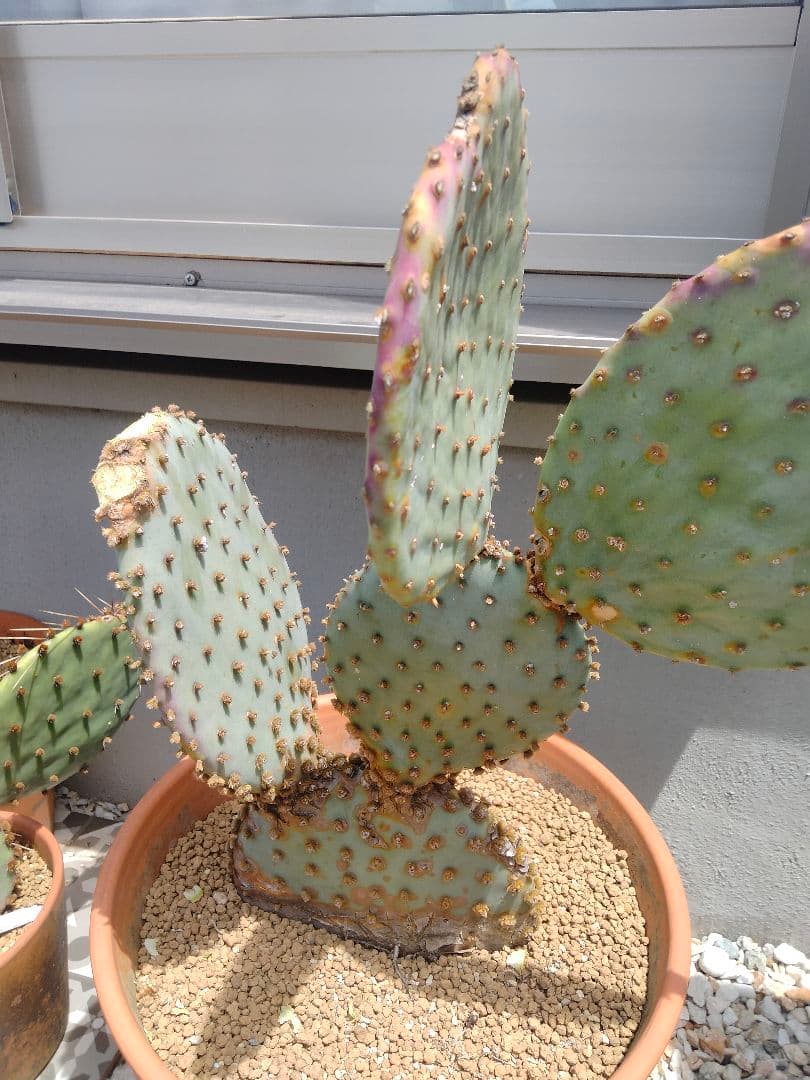 YUページです。