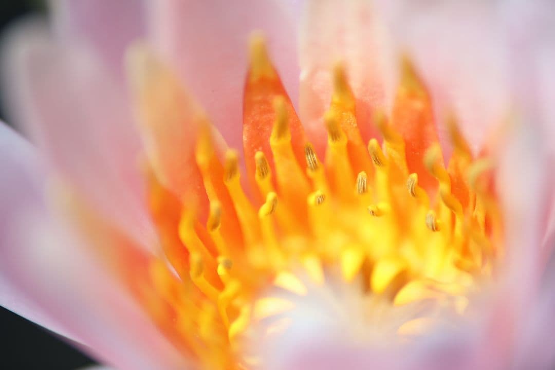 new fd 200mm f/4 マクロレンズ 　作例あり