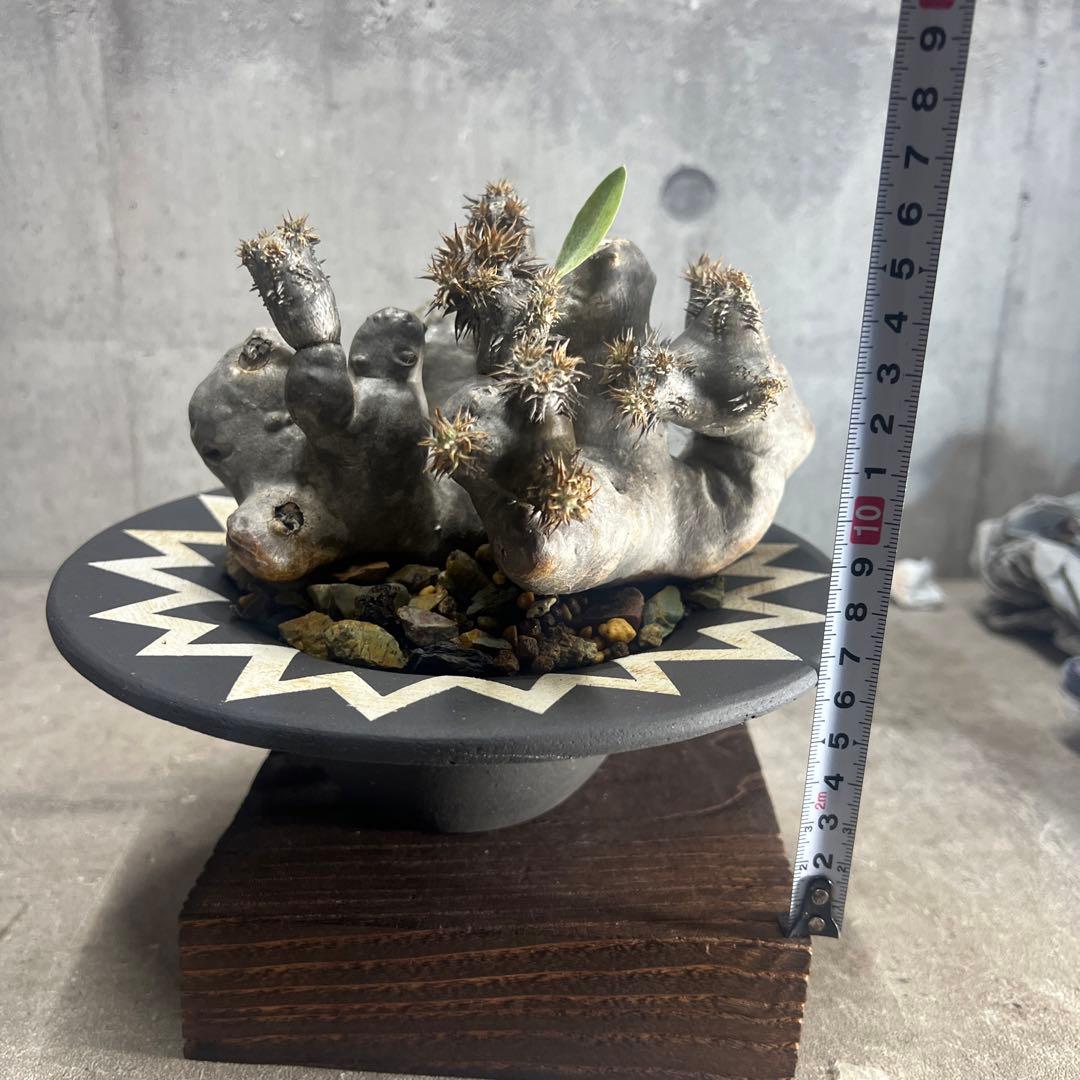 パキポディウム ブレビカリックス 現地球 発根済み 鉢込み