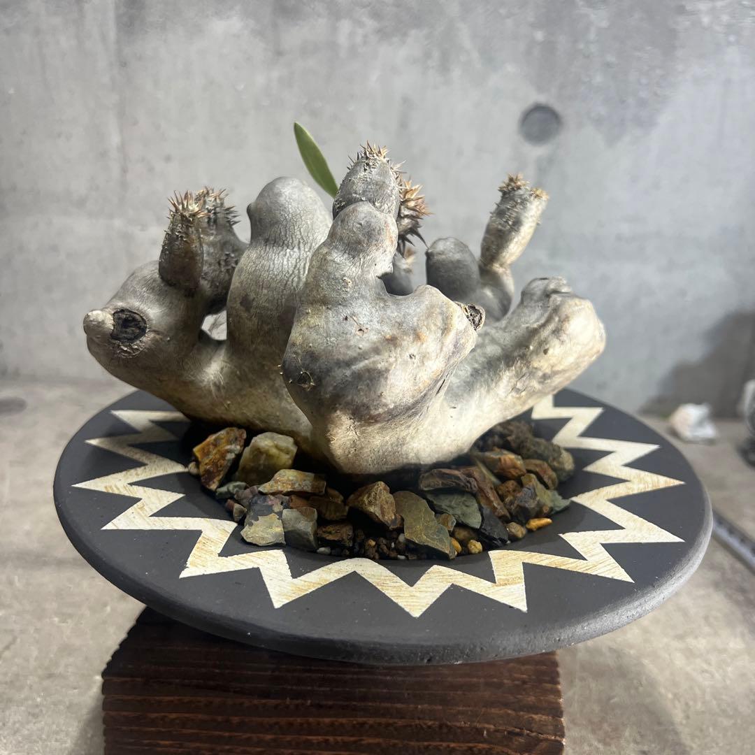 パキポディウム ブレビカリックス 現地球 発根済み 鉢込み