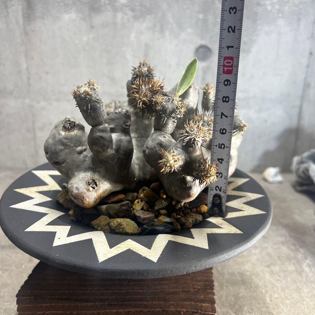 パキポディウム ブレビカリックス 現地球 発根済み 鉢込み