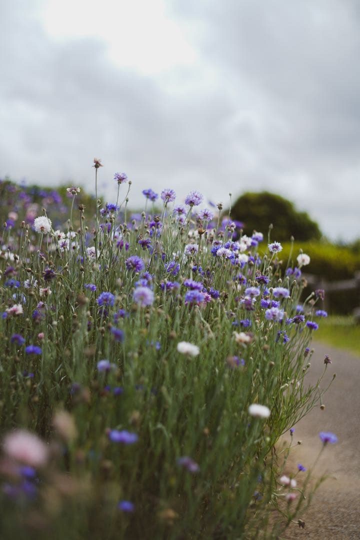 即時発送！激安早い者勝ちFE1.8 50mよくボケます！！