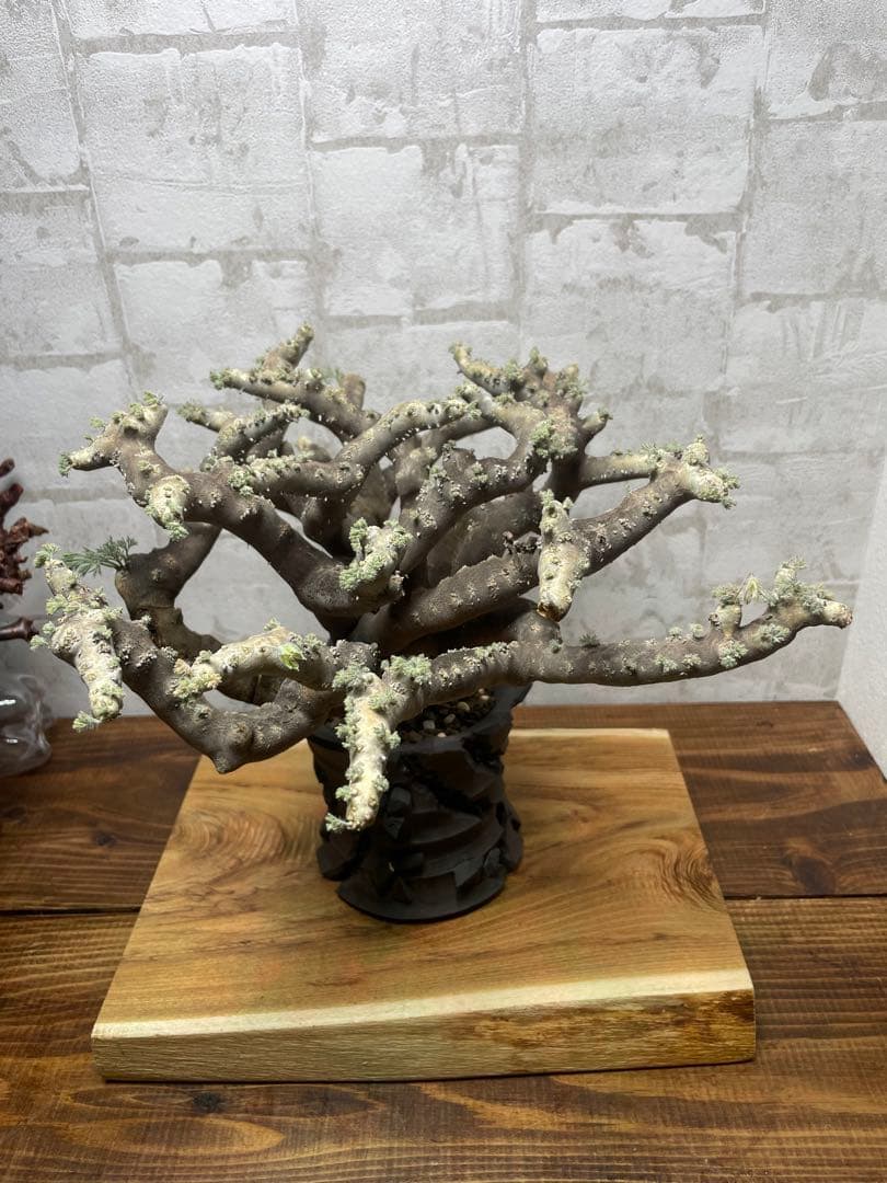 モンソニアムルチフィダ　発根済み　鉢付き