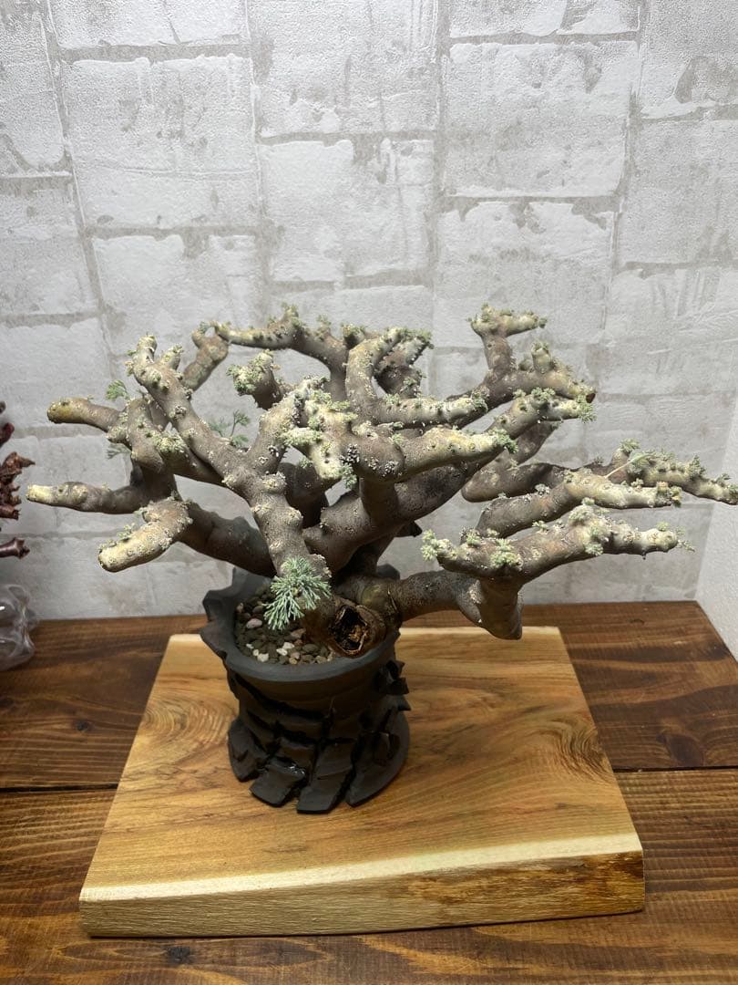 モンソニアムルチフィダ　発根済み　鉢付き