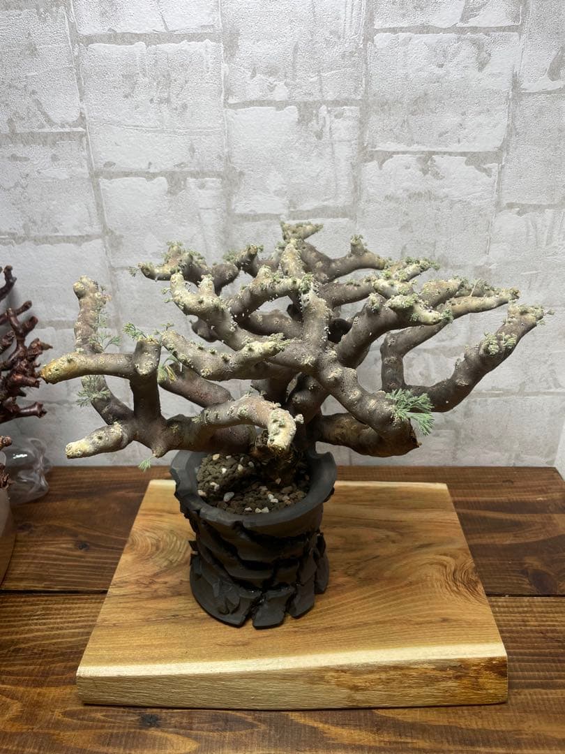 モンソニアムルチフィダ　発根済み　鉢付き