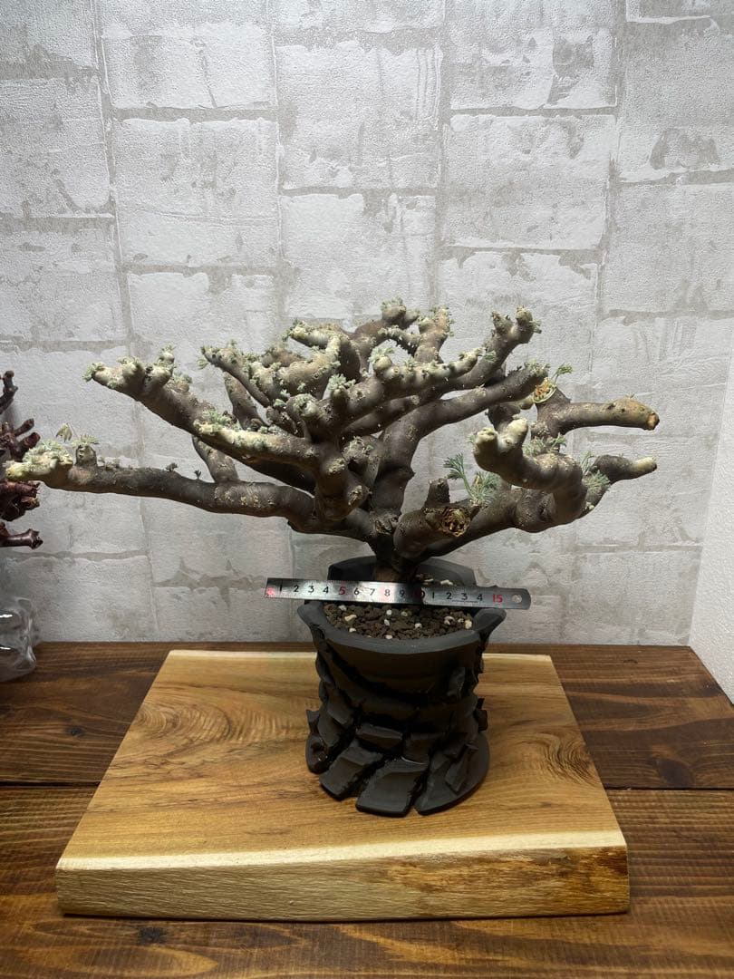 モンソニアムルチフィダ　発根済み　鉢付き