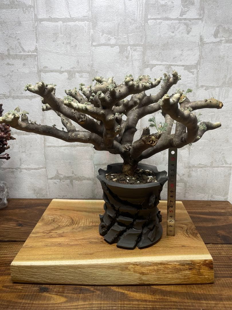 モンソニアムルチフィダ　発根済み　鉢付き