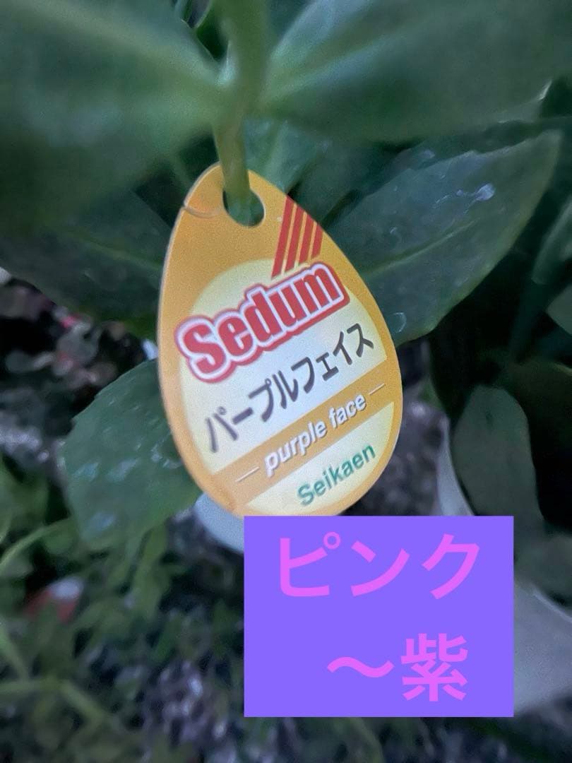オオベンケイソウ（大弁慶草） 2鉢 もうすぐ開花 沢山の蕾付き 宅急便匿名発送