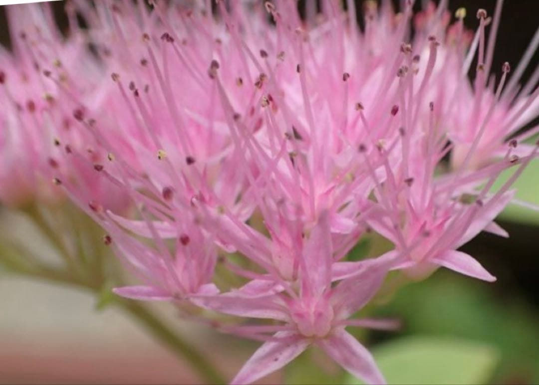 オオベンケイソウ（大弁慶草） 2鉢 もうすぐ開花 沢山の蕾付き 宅急便匿名発送