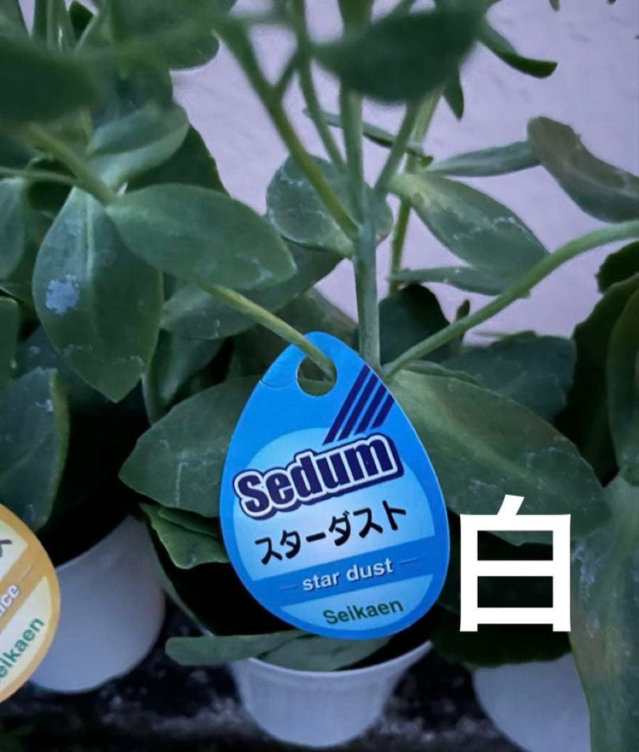 オオベンケイソウ（大弁慶草） 2鉢 もうすぐ開花 沢山の蕾付き 宅急便匿名発送