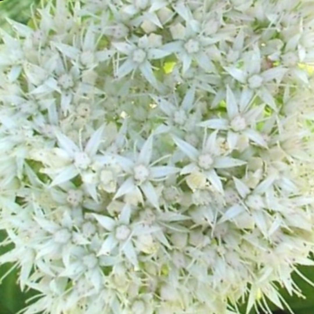 オオベンケイソウ（大弁慶草） 2鉢 もうすぐ開花 沢山の蕾付き 宅急便匿名発送