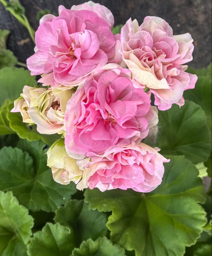 珍しい品種ゼラニウムDny01 レア品種ゼラニウム