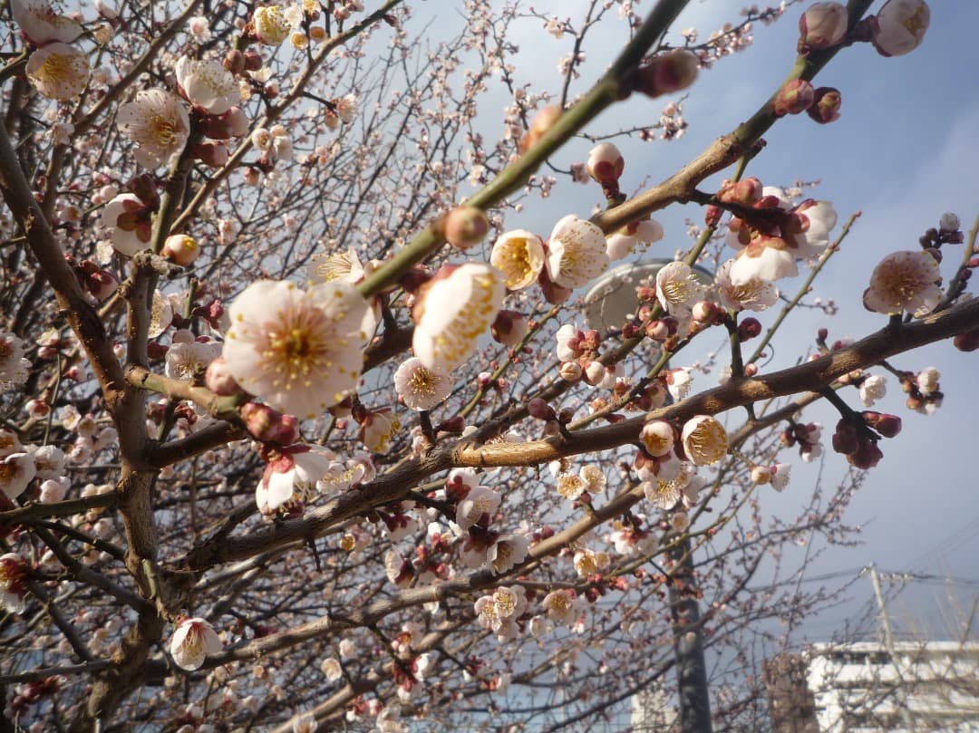 実写美⭕️【動作確認済】パナソニック デジカメ LUMIX DMC-FX35