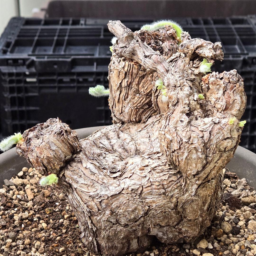 大型 Pelargonium triste ペラルゴニウム トリステ 鉢付