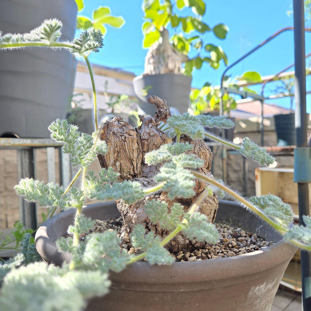 大型 Pelargonium triste ペラルゴニウム トリステ 鉢付