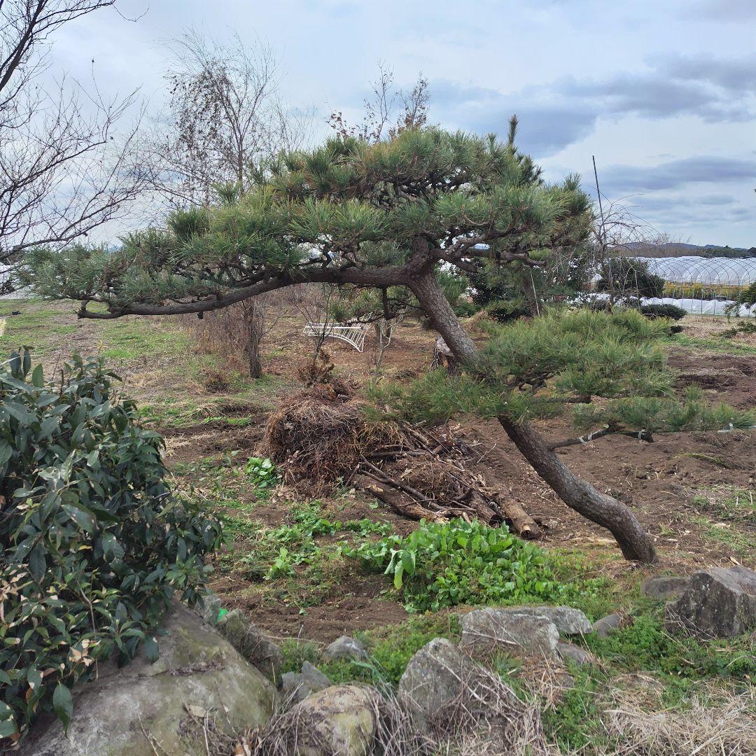 九州限定　黒松門かぶり　高さ2.5m　長さ3.5m　値下げしました