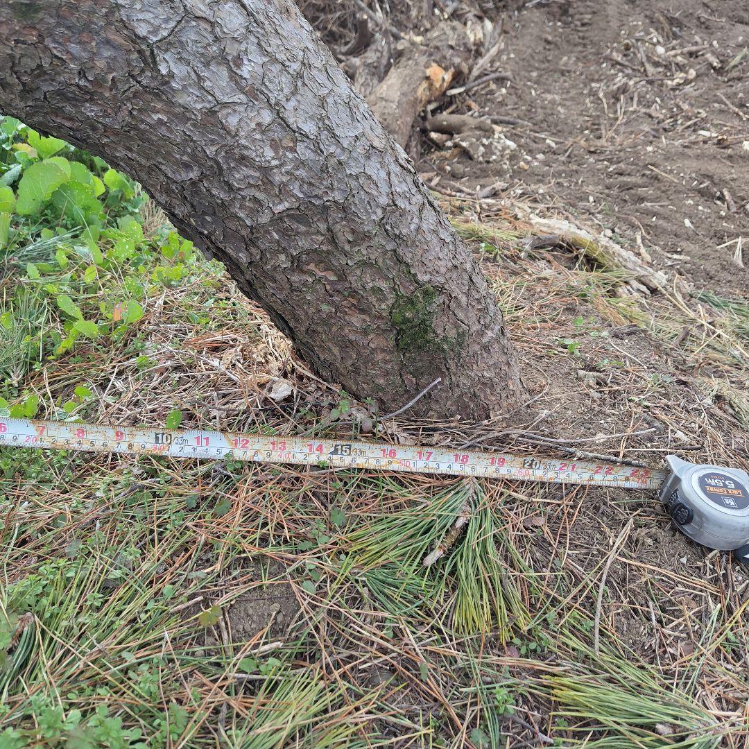 九州限定　黒松門かぶり　高さ2.5m　長さ3.5m　値下げしました