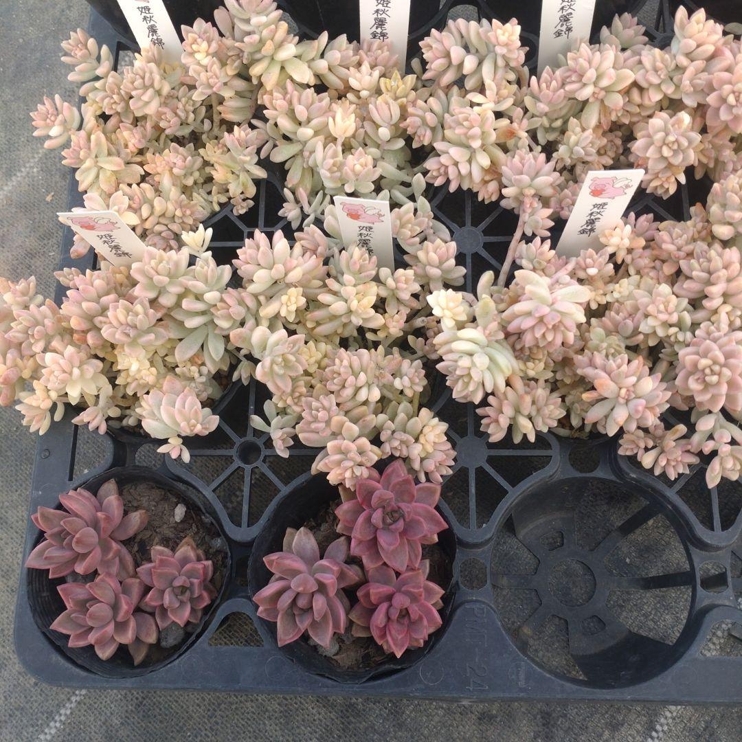 ガレージMさん専用